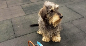 Dackel-mit-Futterkoerbchen-Hundeschule-Bobingen
