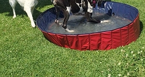 Dogge im Pool