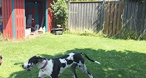 Dogge mit Plastikteil