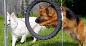 Mandy-springt-durch-den-Reifen