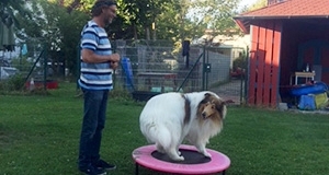 Mann mit Collie auf Trampolin