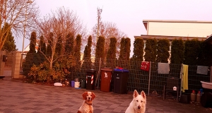 Regenbogen-Hundeschule-Bobingen