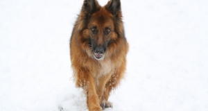 Seniorin-Mandy-1