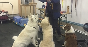 Training in der Halle mit drei Hunden