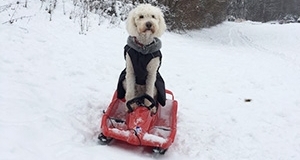 weisser Hund im Bobbycar auf Schnee